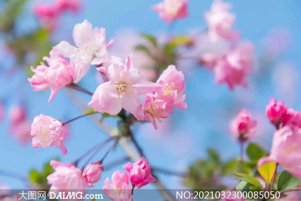 粉红桃花似何物 春日赏花话比喻