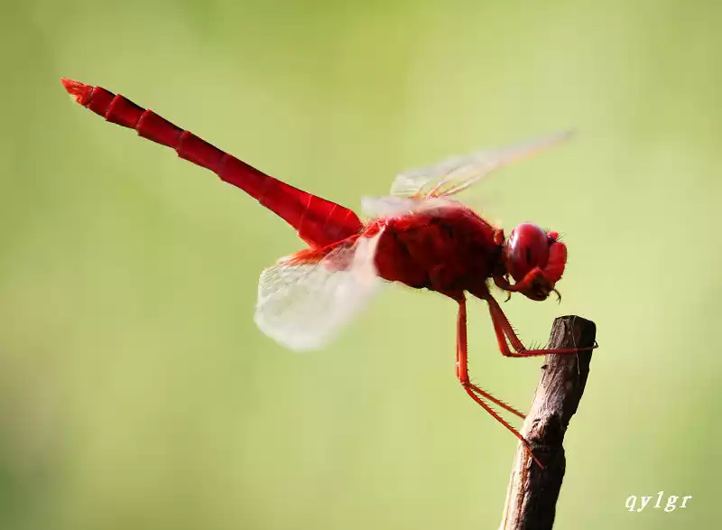 红蜻蜓鞋子到底啥档次 三十年国牌老友的焕新之路 红蜻蜓鞋子到底啥档次 三十年国牌老友的焕新之路