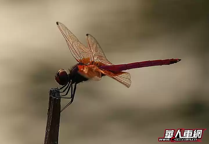 红蜻蜓鞋子到底啥档次 三十年国牌老友的焕新之路 红蜻蜓鞋子到底啥档次 三十年国牌老友的焕新之路
