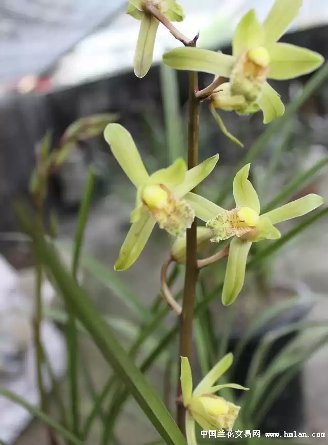 花苞整理小秘诀 让紧裹的生机绚烂绽放