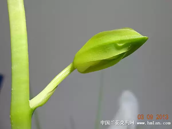 花苞整理小秘诀 让紧裹的生机绚烂绽放