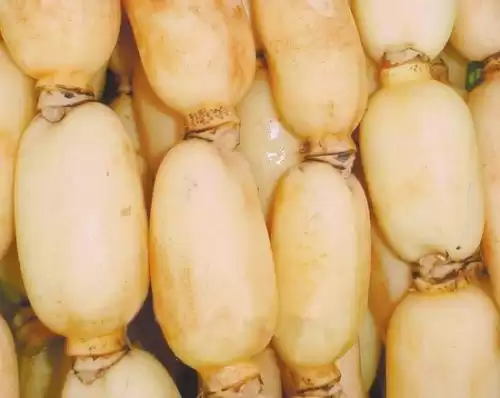 莲藕颜色全知道 从外到内揭秘 莲藕颜色全知道 从外到内揭秘