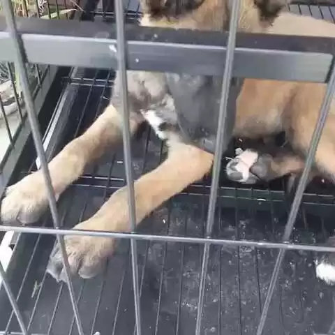 迪迪这个词有多少张面孔 从方言哄娃到网络狂欢的全解读