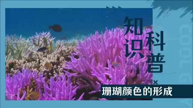 一探珊瑚色的秘密:从海洋到生活的温暖力量 一探珊瑚色的秘密:从海洋到生活的温暖力量