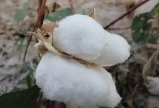 丝绵被养护秘诀让你家旧被焕发新生