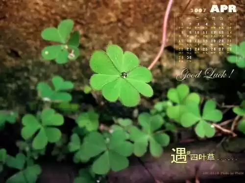 探寻三叶草的小秘密从爱尔兰幸运草到你家草坪