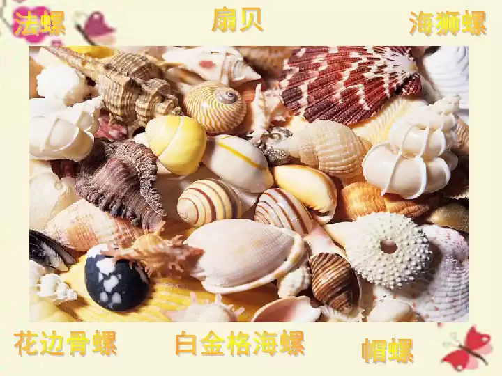 海边拾贝见彩虹 贝壳颜色的奇妙世界